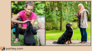 How to Train Your Puppy A Step-by-Step Guide for Puppy Training