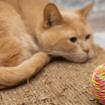 Why Cats Ignore New Toys After a Day How to Keep Play Fresh