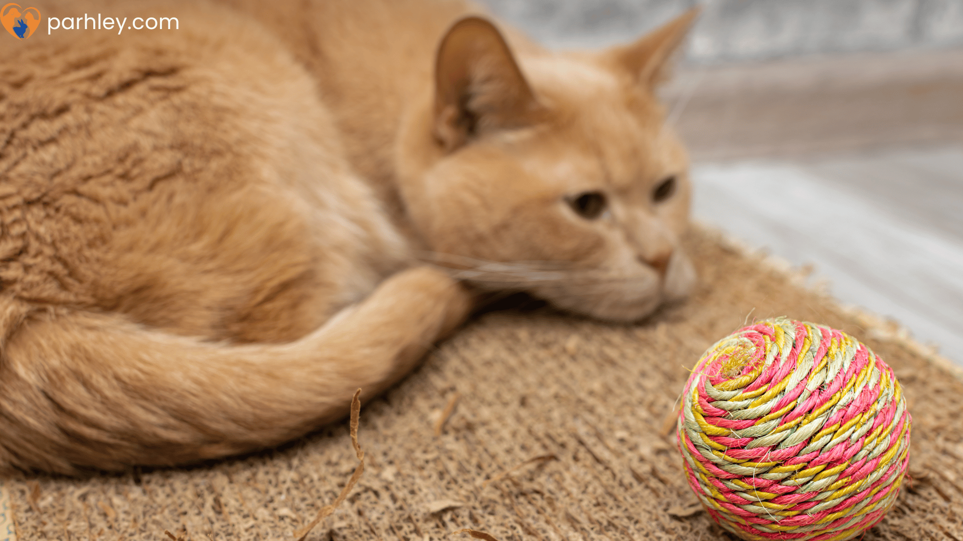 Why Cats Ignore New Toys After a Day How to Keep Play Fresh