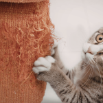 Why Cats Suddenly Scratch Furniture Again After Months of Good Behavior
