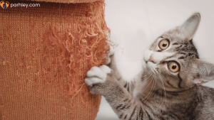 Why Cats Suddenly Scratch Furniture Again After Months of Good Behavior