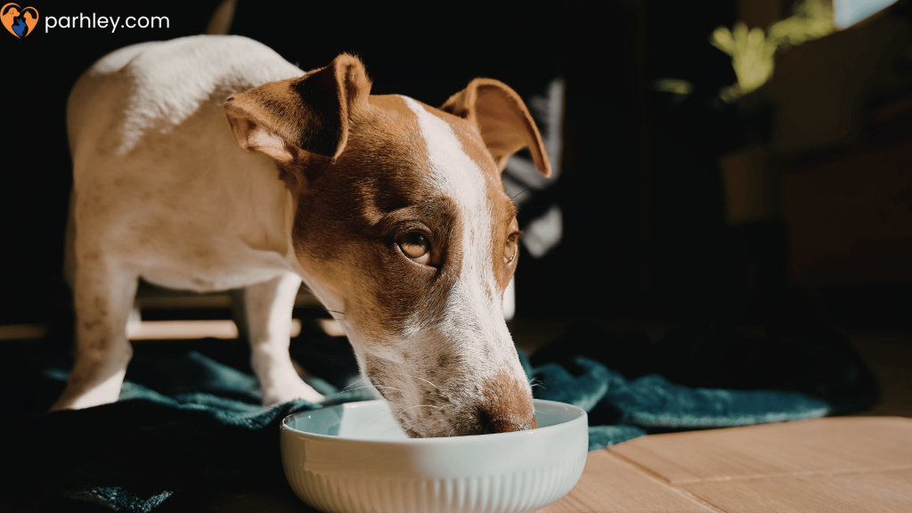 Why Dogs Hide Their Food Understanding Instinct and Trust