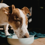 Why Dogs Hide Their Food Understanding Instinct and Trust