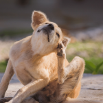 Why is my dog scratching constantly - Your dog is scratching constantly because something is irritating their skin — most commonly fleas, allergies, dry skin, mites, or infections.