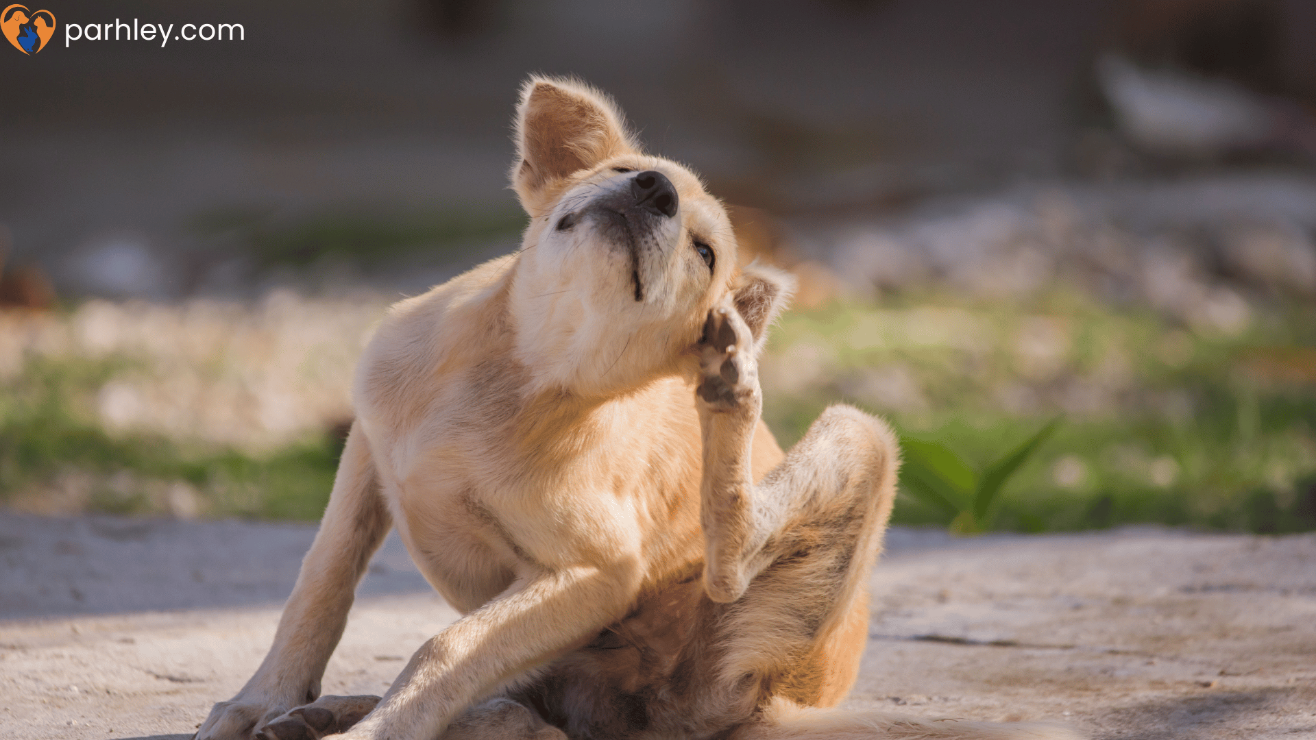 Why is my dog scratching constantly - Your dog is scratching constantly because something is irritating their skin — most commonly fleas, allergies, dry skin, mites, or infections.