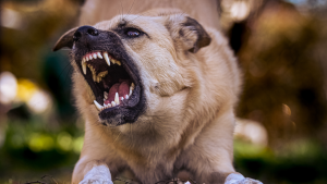 Why Does My Dog Bark So Much?