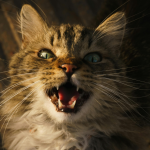 Why Cats Meow at Night
