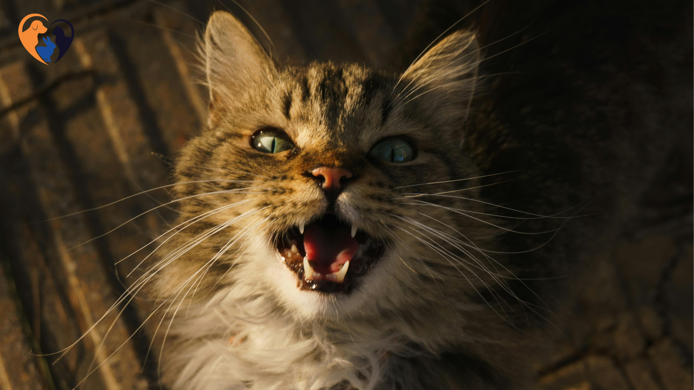 Why Cats Meow at Night