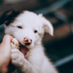 How to Stop Puppy Biting