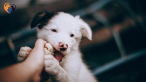 How to Stop Puppy Biting