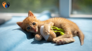 Best Cat Toys