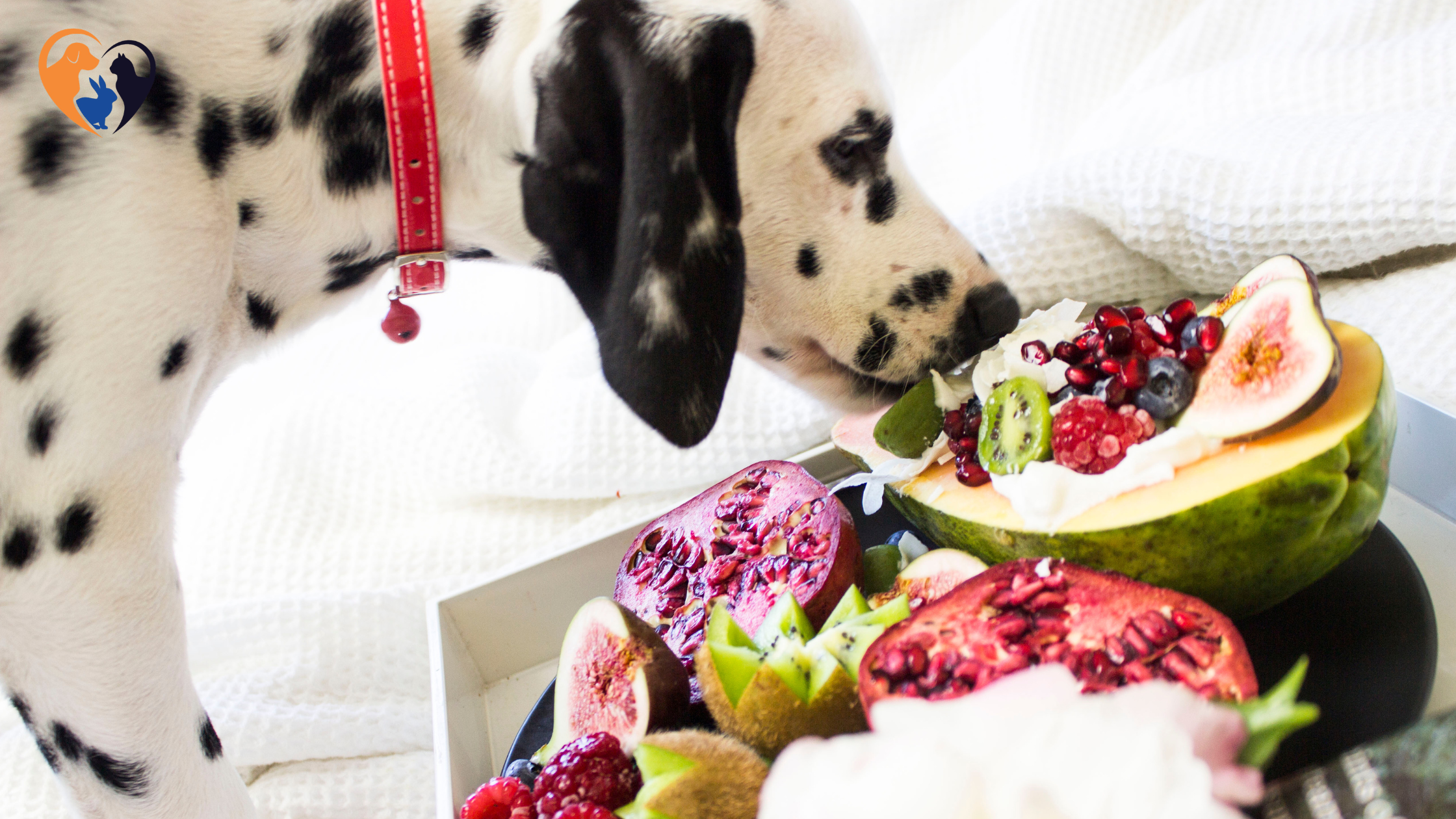 Which Fruits Are Safe for Dogs?