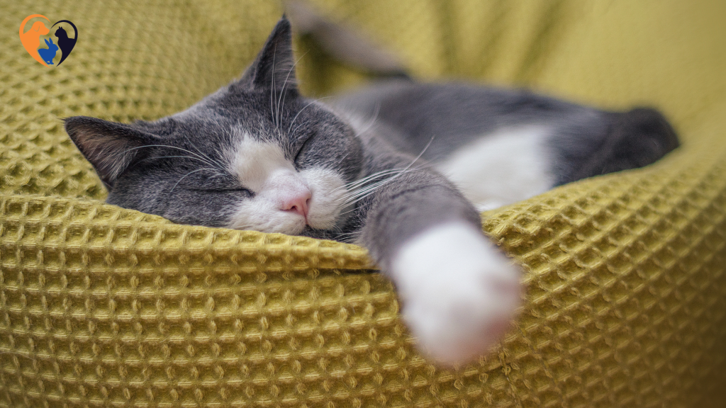 Why Do Cats Sleep So Much?