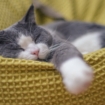 Why Do Cats Sleep So Much?