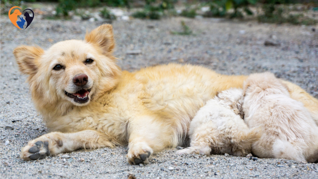 Why Do Dogs Wag Their Tails?