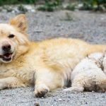 Why Do Dogs Wag Their Tails?