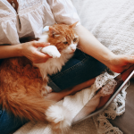 How to Care for a Senior Cat at Home?