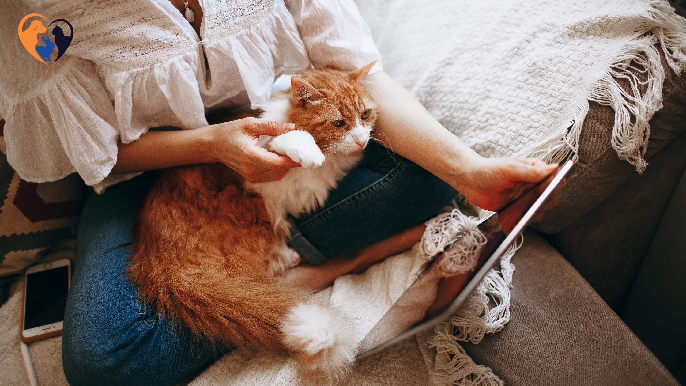 How to Care for a Senior Cat at Home?