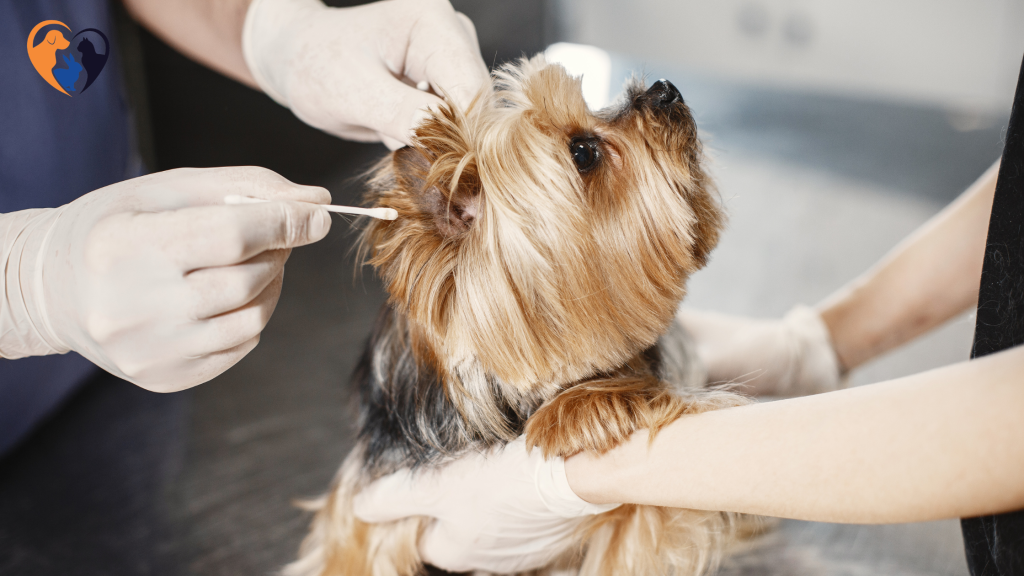 Dog Ear Cleaning Tips
