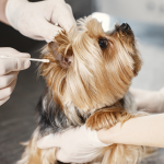 Dog Ear Cleaning Tips