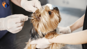 Dog Ear Cleaning Tips