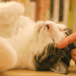 Why Do Cats Purr?