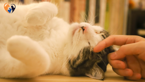 Why Do Cats Purr?