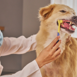 How to Care for Your Dog's Teeth at Home