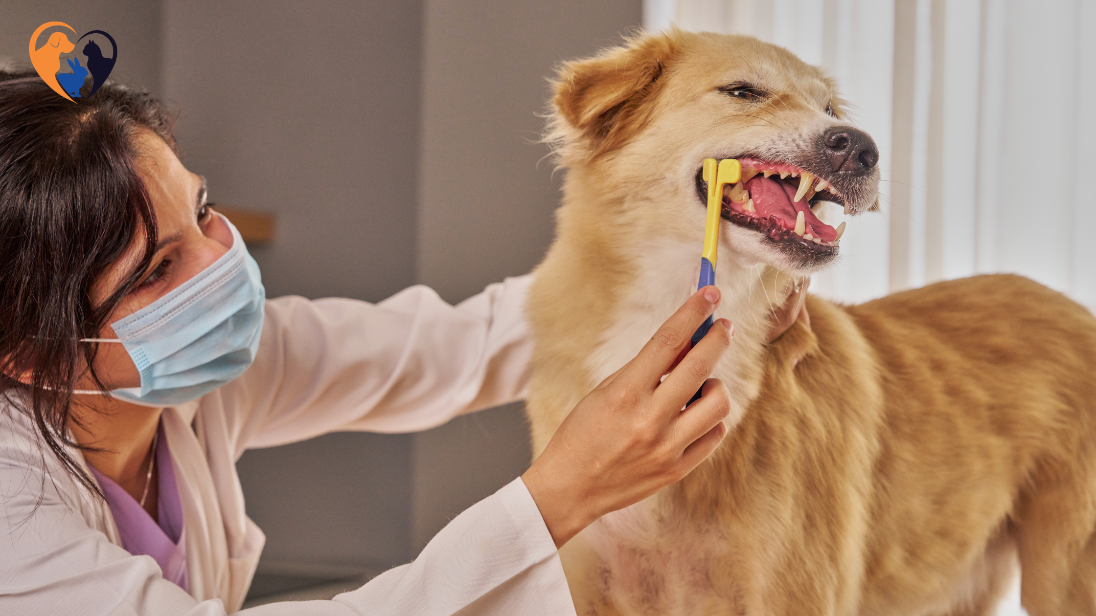 How to Care for Your Dog's Teeth at Home