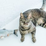 What Fish Can Cats Eat Safely?