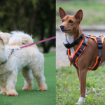 Best Harnesses for Dogs
