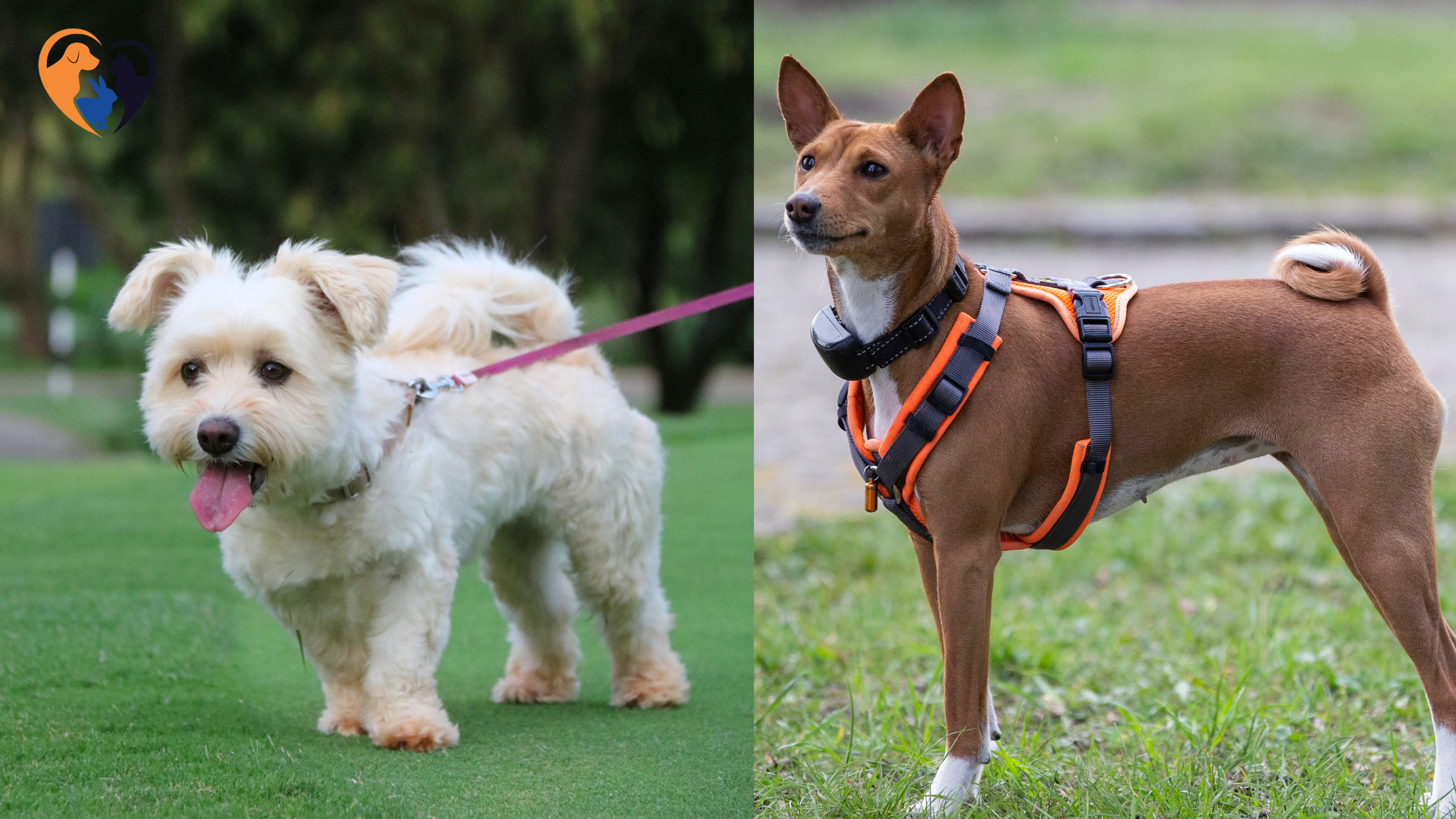 Best Harnesses for Dogs