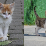 Cat Travel Tips
