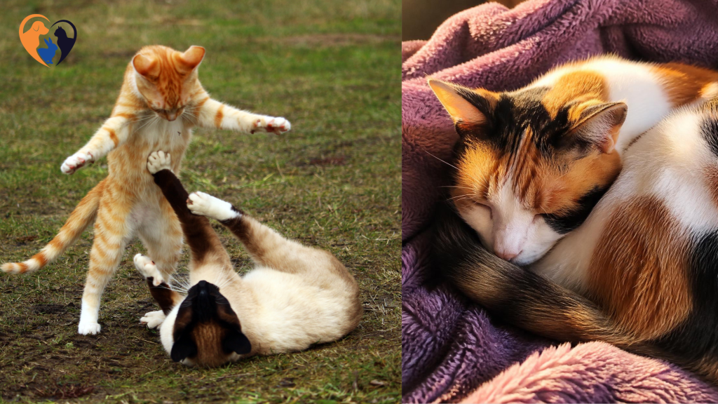 Cat Stress Relief