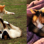 Cat Stress Relief