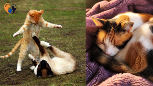 Cat Stress Relief
