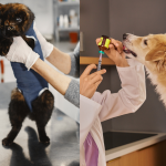 Pet Vaccination Guide