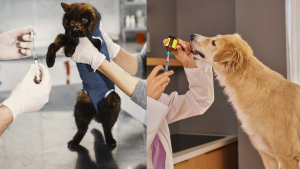 Pet Vaccination Guide