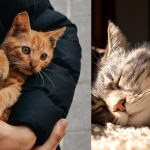 Cat Adoption Tips
