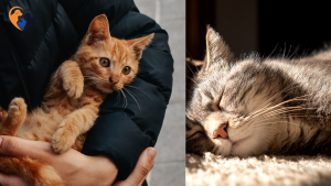 Cat Adoption Tips