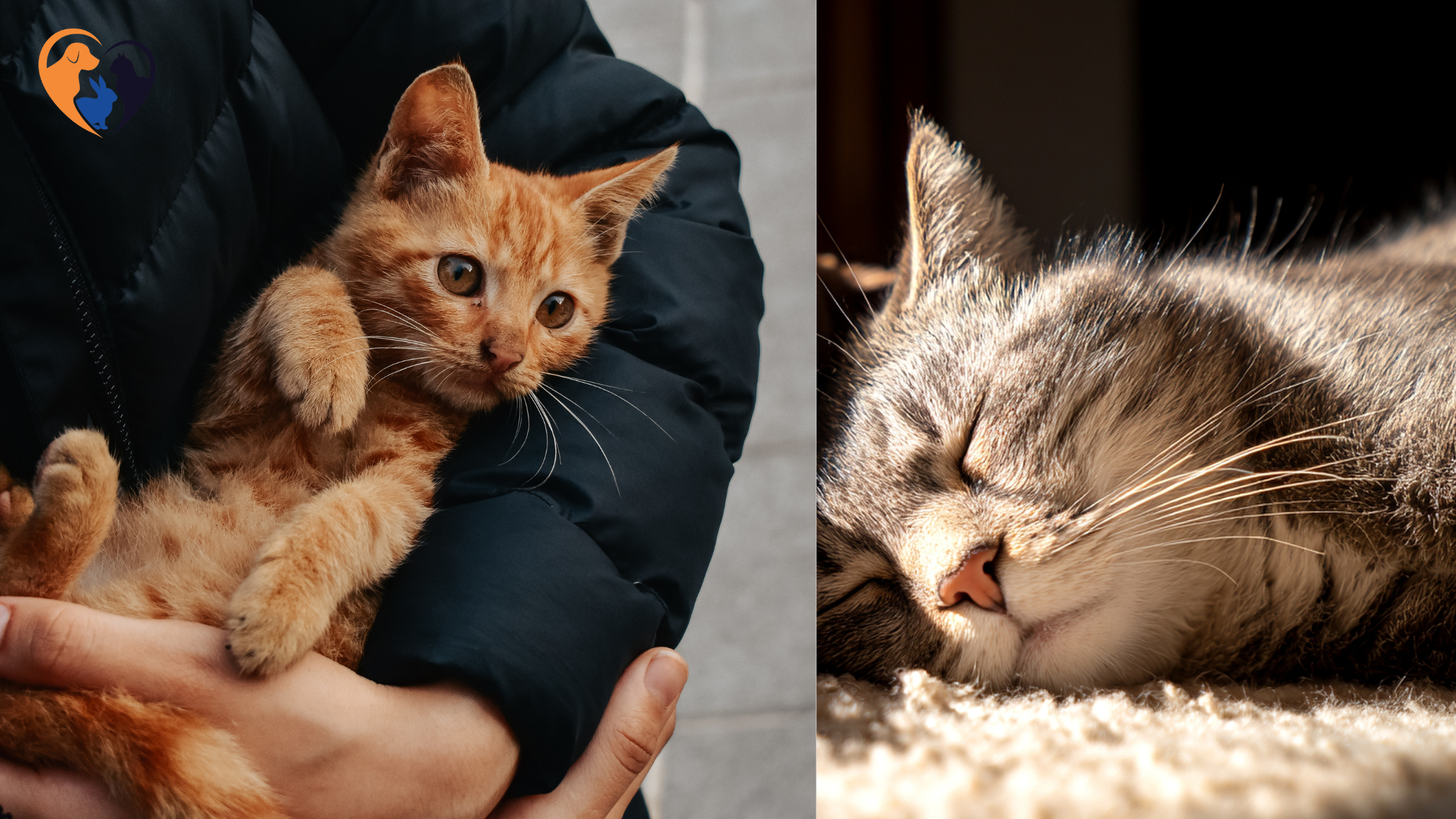 Cat Adoption Tips