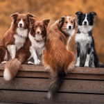 How to Introduce Dogs to New Pets