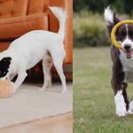 Best Dog Toys for Heavy Chewers