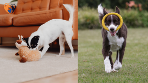 Best Dog Toys for Heavy Chewers