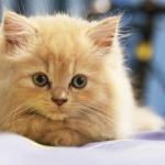 Best Cat Breeds