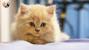 Best Cat Breeds