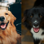 Separation Anxiety in Dogs