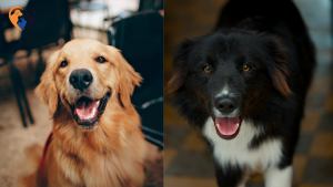 Separation Anxiety in Dogs