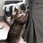 Why Cats Scratch Furniture: Causes & Easy Ways to Stop It