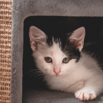 How to Keep Indoor Cats Happy"
